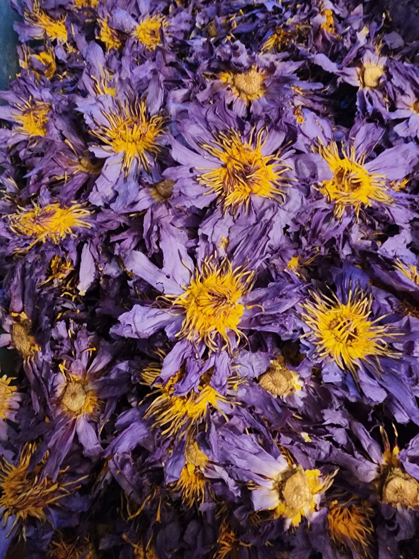 Blue Lotus Tinctures